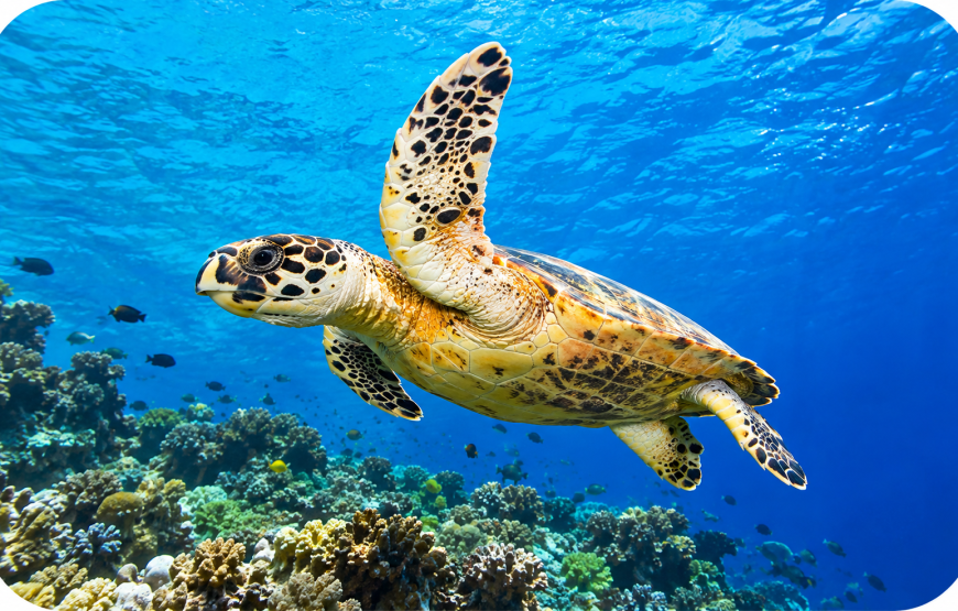 Koh Rok + Koh Ha Island Tour by Speedboat | Rattana Island Tour