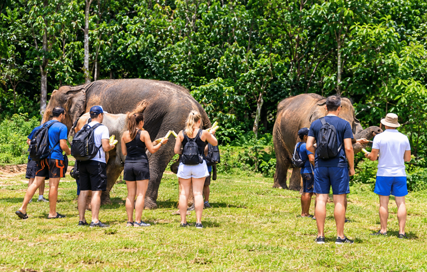 Elephant Experience 2 Hours | South Lanta Waterfall Safari