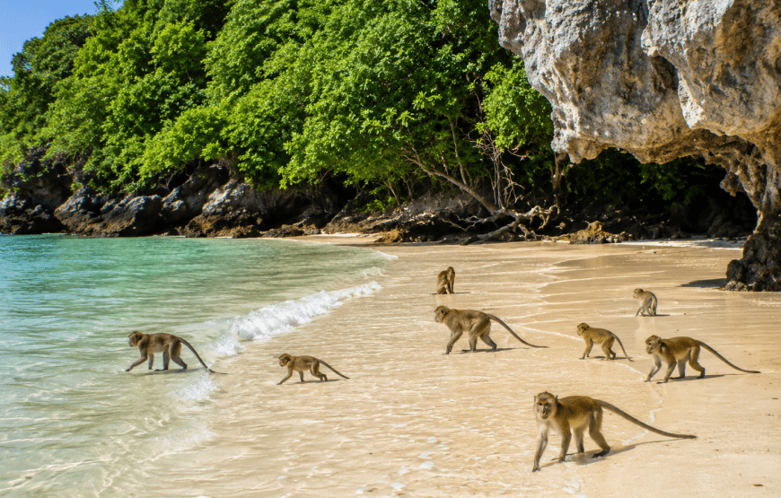 Phi Phi + Bamboo Island Private Speedboat Charter – Up to 75 Pax | Rattana Island Tour
