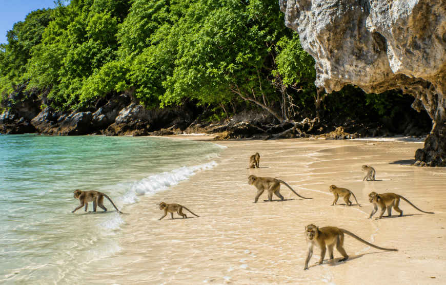 Phi Phi + Bamboo Island Private Speedboat Charter – Up to 45 Pax | Rattana Island Tour
