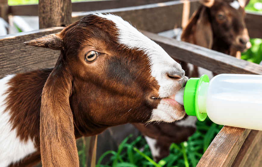 Mangrove Forest, Koh Lanta Old Town & Goat Feeding | Local Style