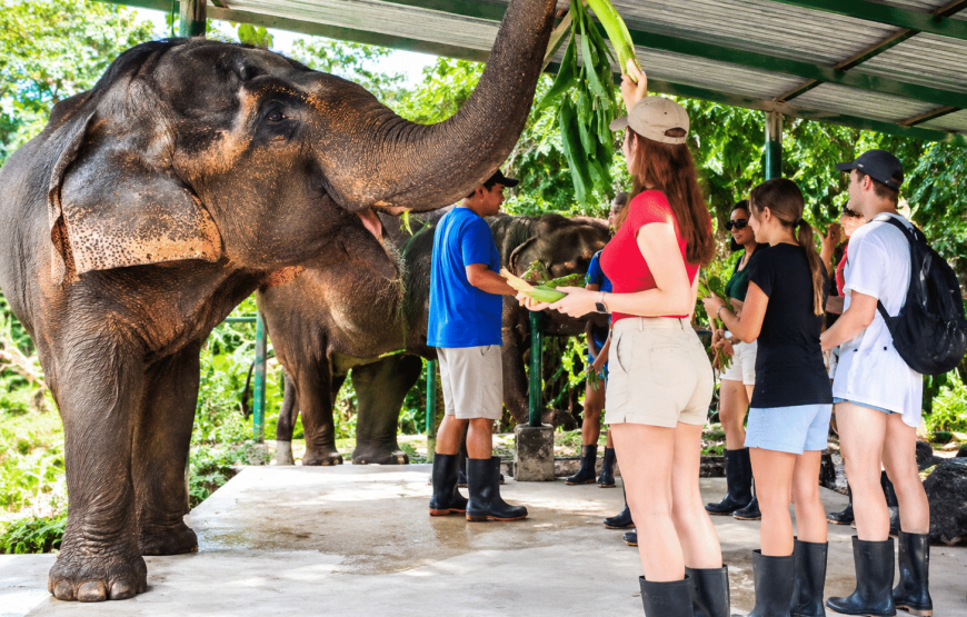 Elephant Experience 2 Hours | South Lanta Waterfall Safari