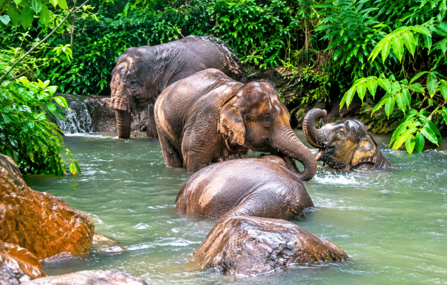 Elephant Experience, Klong Jak Waterfall & Cave 4 Hours | South Lanta Waterfall Safari