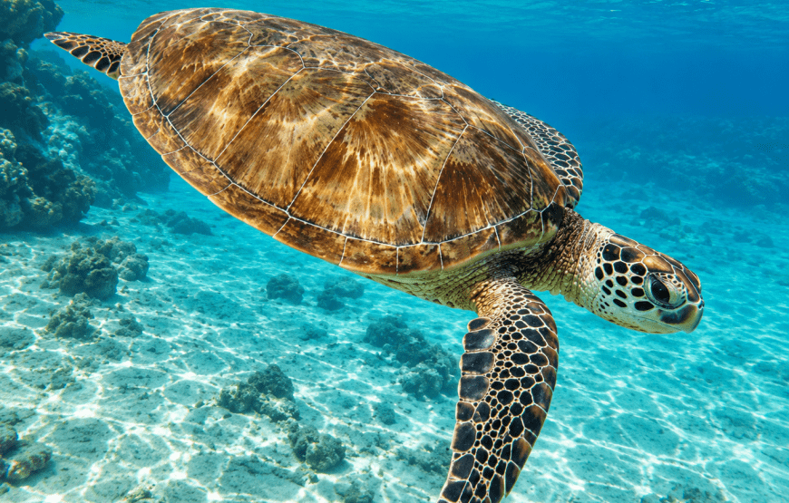 Koh Rok & Koh Haa Snorkeling Adventure by Speedboat from Koh Lanta | TIN Adventure Sea Tour