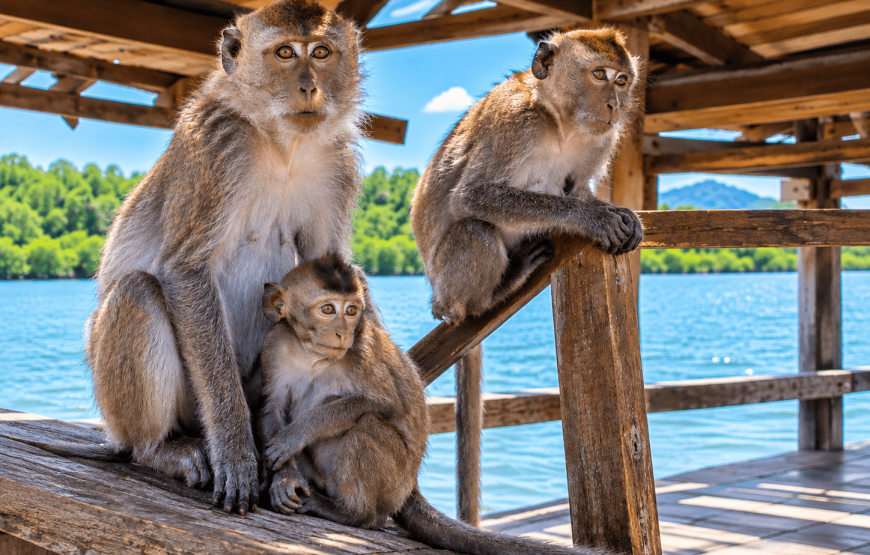 Mangrove Tour by Longtail Boat, Orchid Visit & Feed the Goats | Local Style