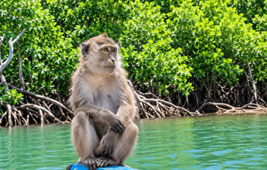 Mangrove & Shrimp Net Experience | Local Style