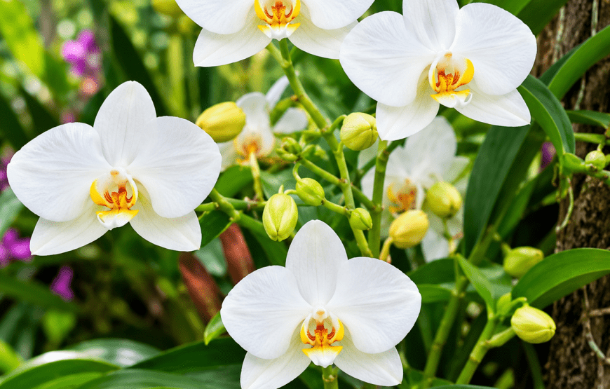 Mangrove Forest, Orchid Garden & Feed the Goats | Local Style