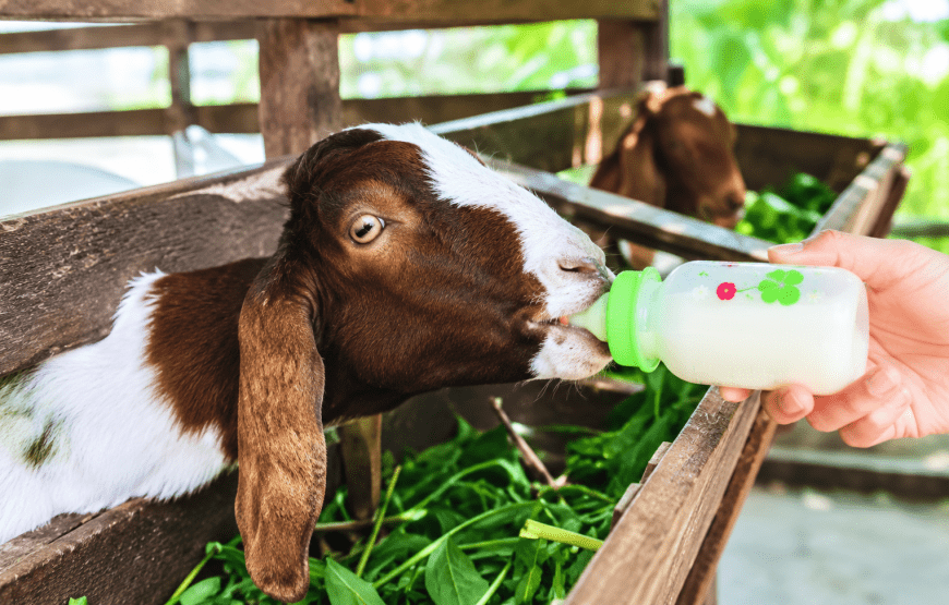 Longtail Boat or Kayaking & Feed the Goats | Local Style