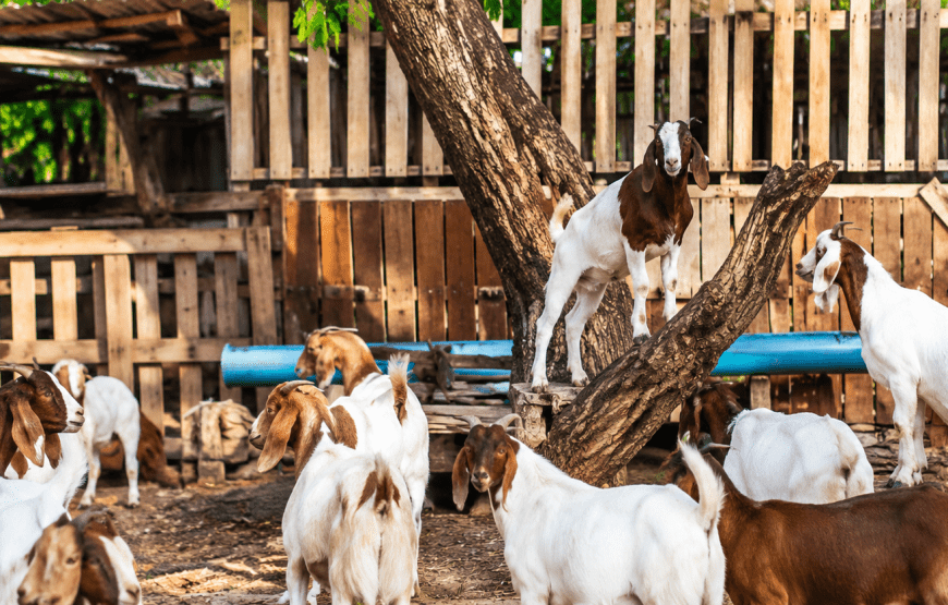 Mangrove Forest, Talabeng Kayaking & Feed the Goats | Local Style