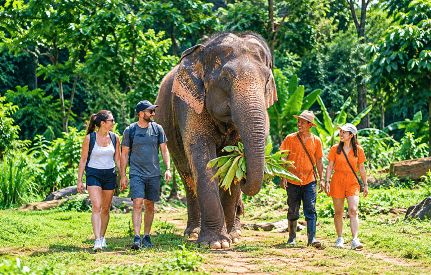 Elephant Experience, Klong Jak Waterfall & Cave 4 Hours | South Lanta Waterfall Safari