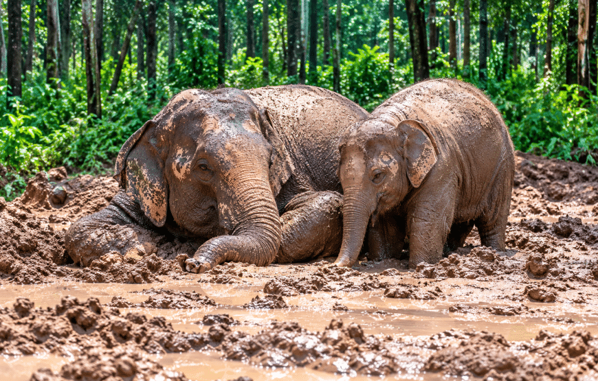 Elephant Experience & National Park 4 Hours | South Lanta Waterfall Safari