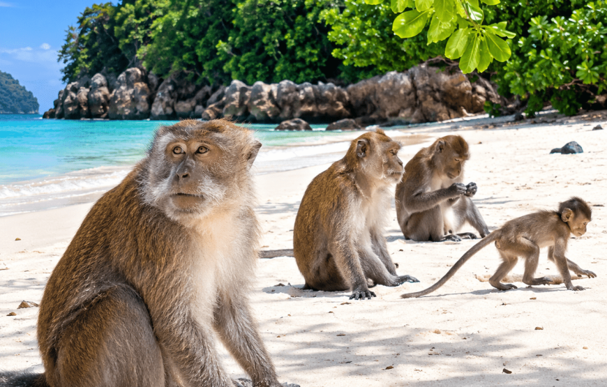 Phi Phi & Bamboo Island One Day Tour by Speedboat from Koh Lanta | TIN Adventure Sea Tour