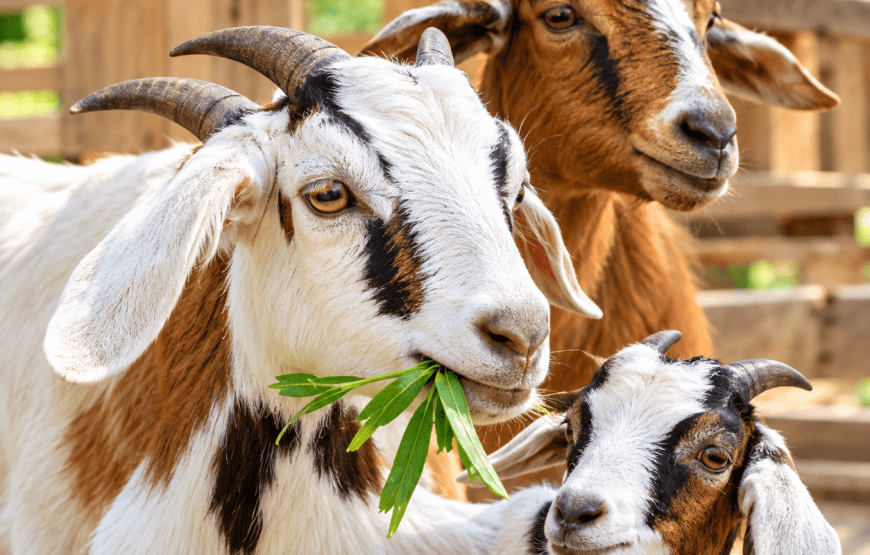 Mangrove Forest, Orchid Garden & Feed the Goats | Local Style