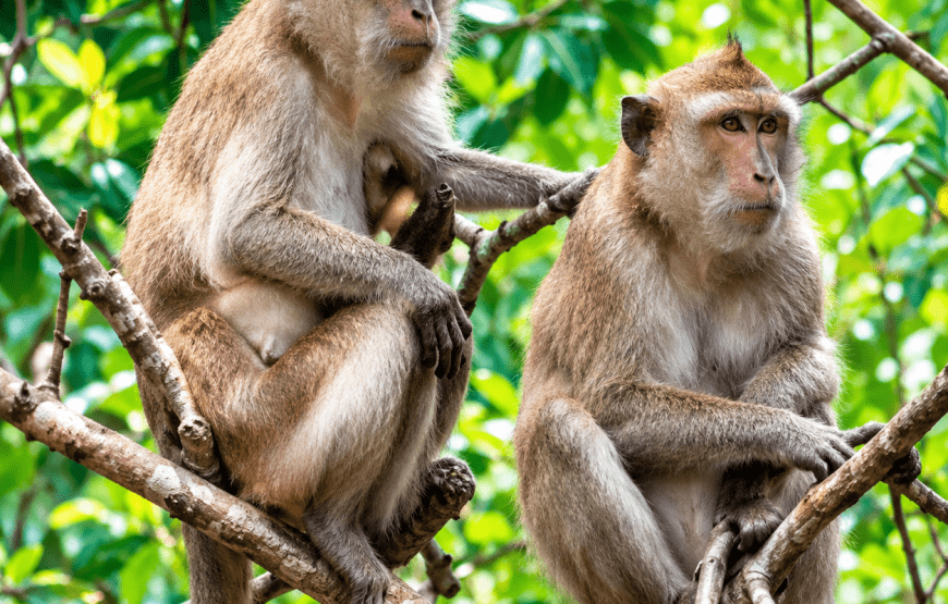 Mangrove Forest, Koh Lanta Old Town & Goat Feeding | Local Style