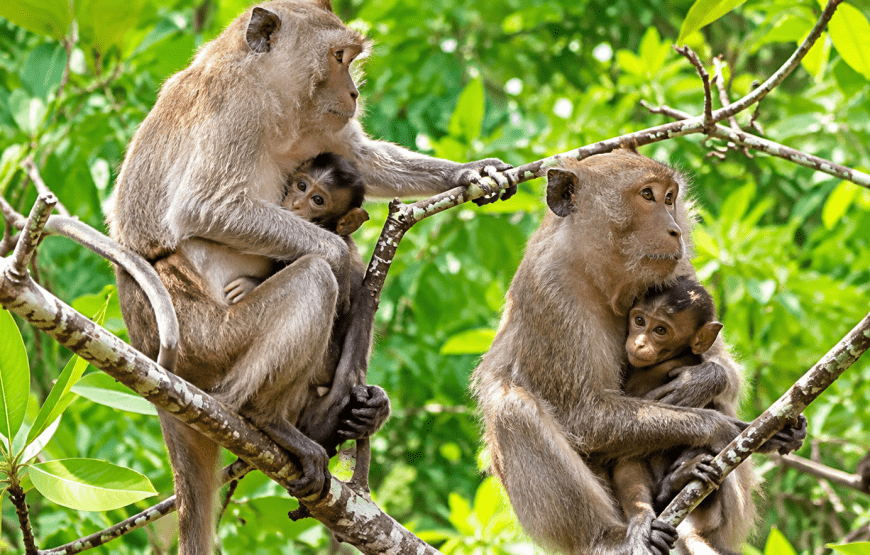 Mangrove Forest, Talabeng Kayaking & Feed the Goats | Local Style