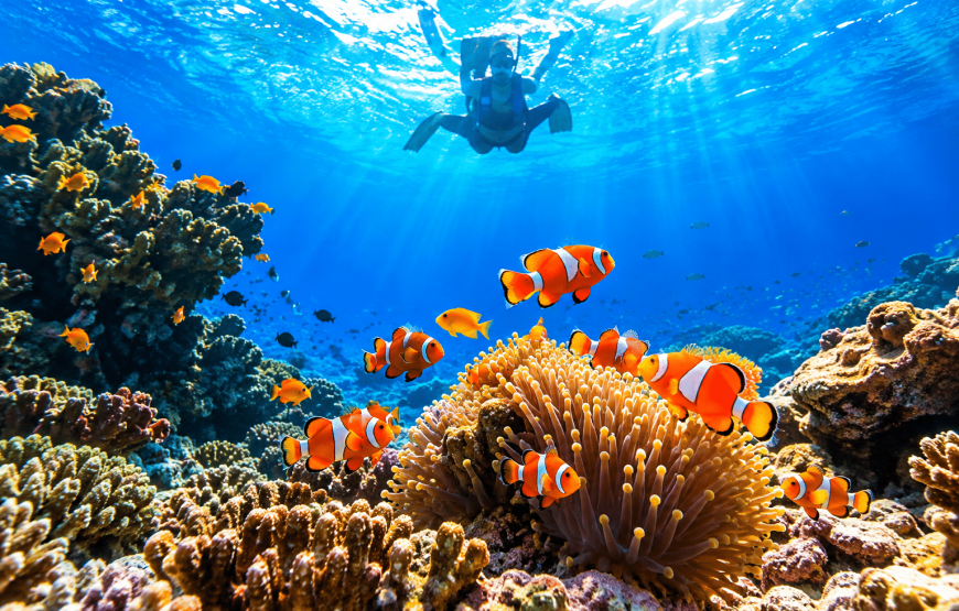 Koh Rok & Koh Haa One Day Tour by Speedboat | Sinthongchai Speedboat Travel & Tour