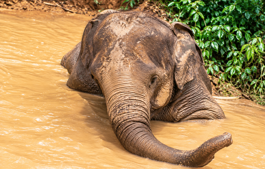 Elephant Experience 2 Hours | South Lanta Waterfall Safari