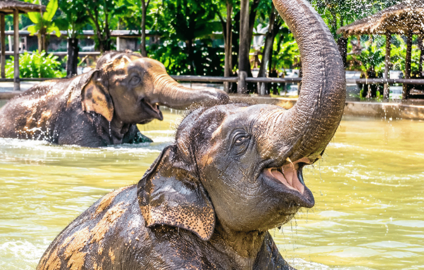 Elephant Experience & Klong Jak Beach 4 Hours | South Lanta Waterfall Safari