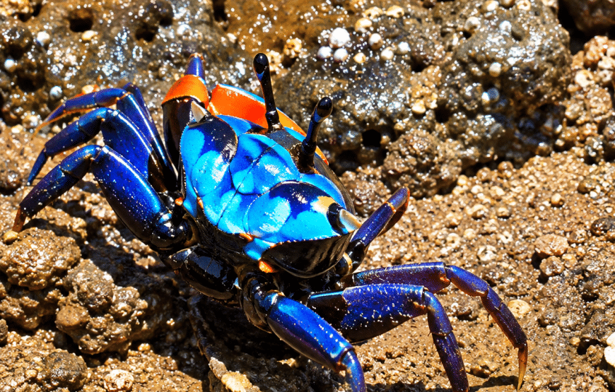 Mangrove Boat Trip with Local Guide + Lunch | Lanta Local Tour