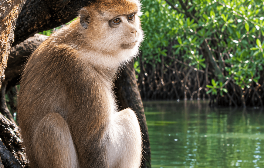 Catching Crab in the Mangrove Forest Half-Day Tour | Local Style