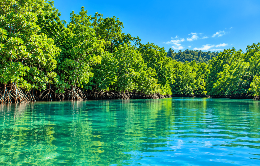 Mangrove Tour by Gondola – Up to 4 Pax | Local Style