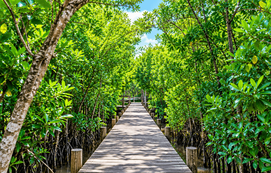 Thung Yipeng Mangrove Forest, Koh Lanta Old Town & Goat Feeding | Local Style