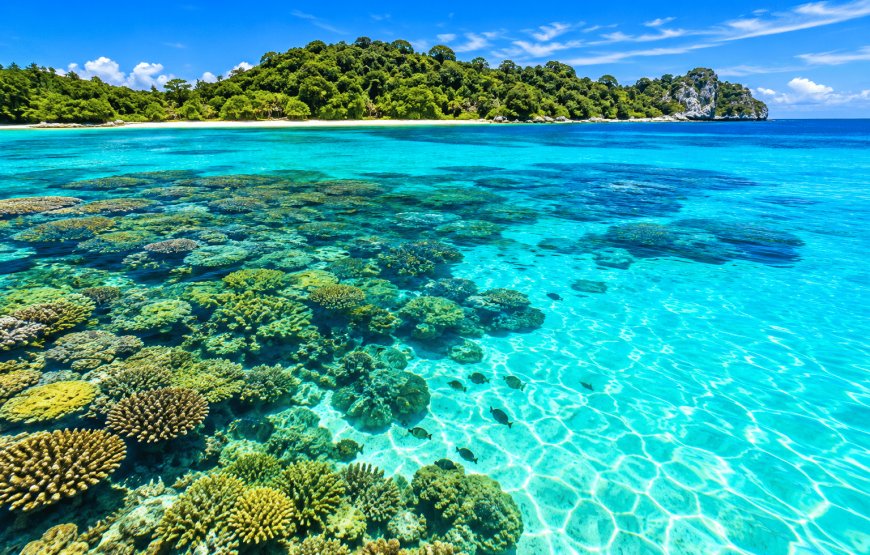 Koh Rok & Koh Haa One Day Tour by Speedboat | Sinthongchai Speedboat Travel & Tour