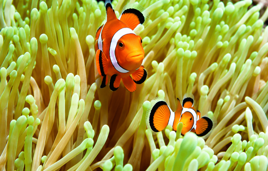 4 Islands & Koh Kradan One Day Tour – Program A by Longtail Boat from Koh Lanta | Riviera Tour