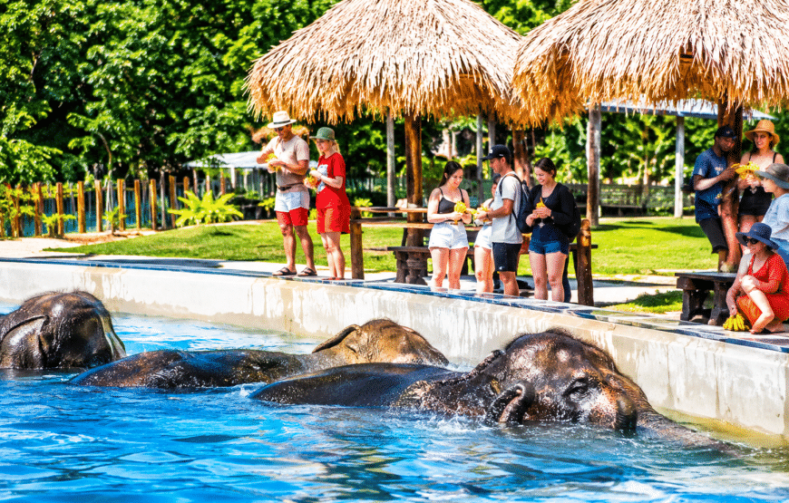 Elephant Experience 2 Hours | South Lanta Waterfall Safari
