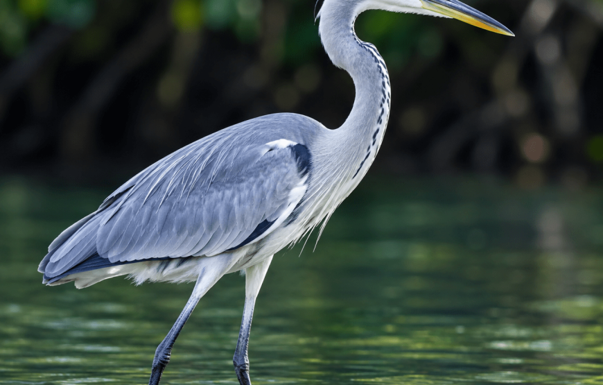 Mangrove Tour by Gondola – Up to 2 Pax | Local Style
