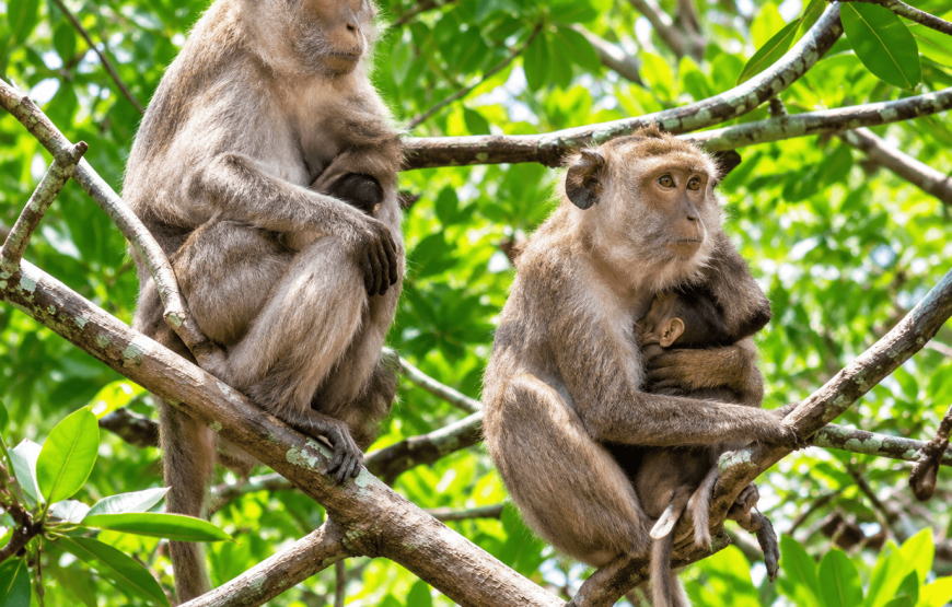 Mangrove Tour by Longtail Boat, Orchid Visit & Feed the Goats | Local Style