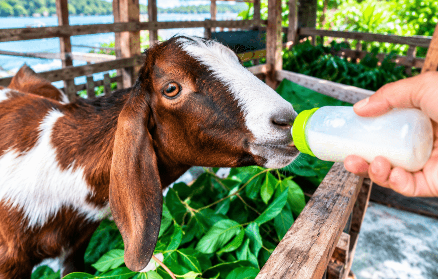 Thung Yipeng Mangrove Forest, Koh Lanta Old Town & Goat Feeding | Local Style