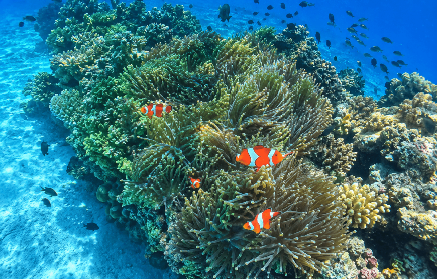 4 Islands & Koh Kradan One Day Snorkeling Trip by Longtail Boat from Koh Lanta | The Longtail Charter and Tours