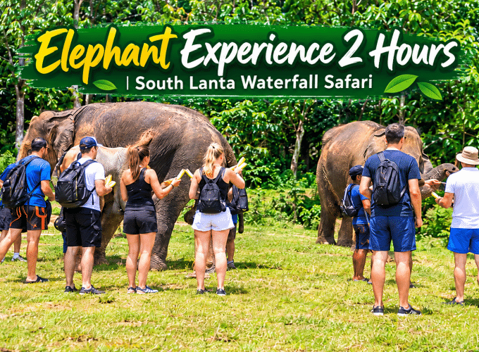 Elephant Experience 2 Hours | South Lanta Waterfall Safari
